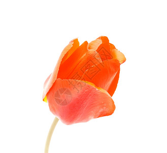 白色背景的红郁金香图片