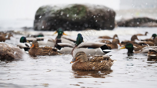 雪中湖边的鸭子图片