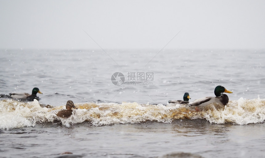 雪中湖边的鸭子图片