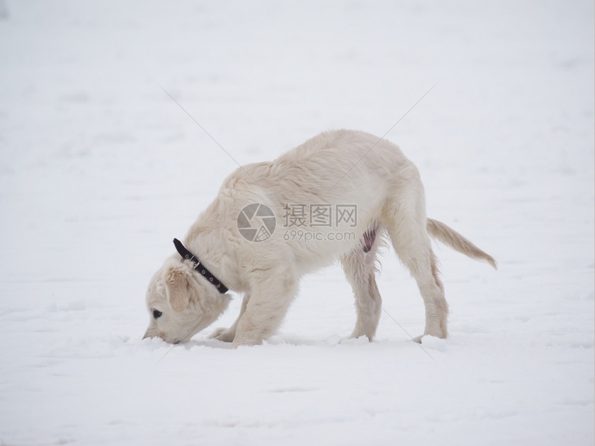 雪上狗图片