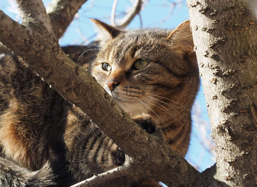 树上的猫图片