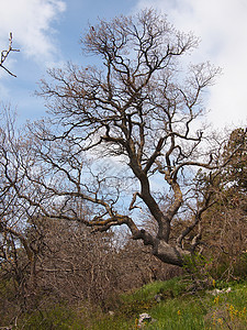 倾斜度克里米亚山的树木背景