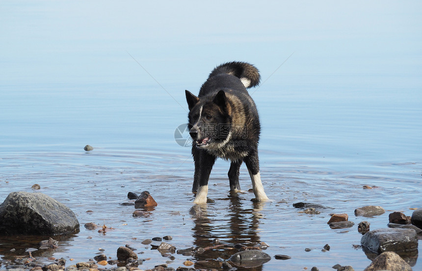 狗在水中奔流图片