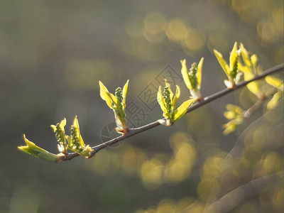 春天的樱桃树叶背景图片