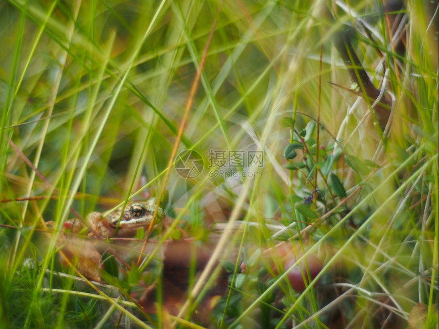 青蛙在草中图片