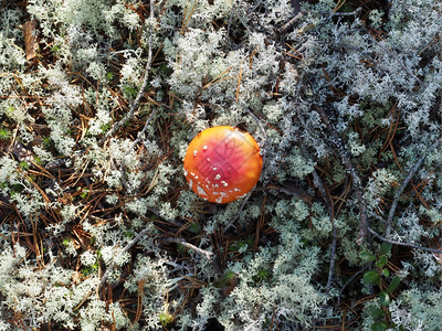 蘑菇在苔苗上图片