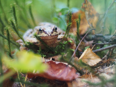 青蛙在草中背景图片