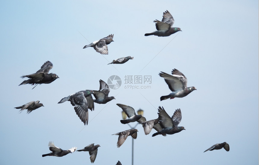 乘着鸽子的飞翔图片