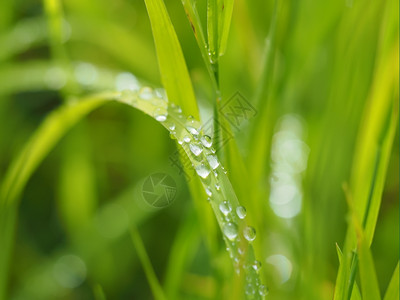 植物上的滴图片