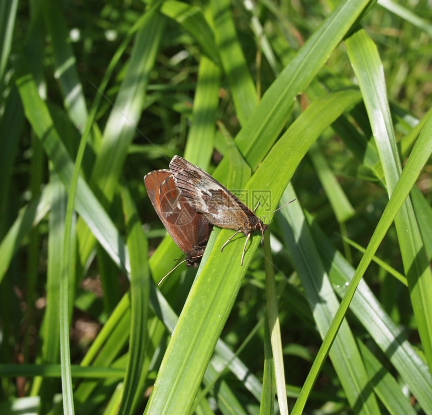 青草中的蝴蝶图片