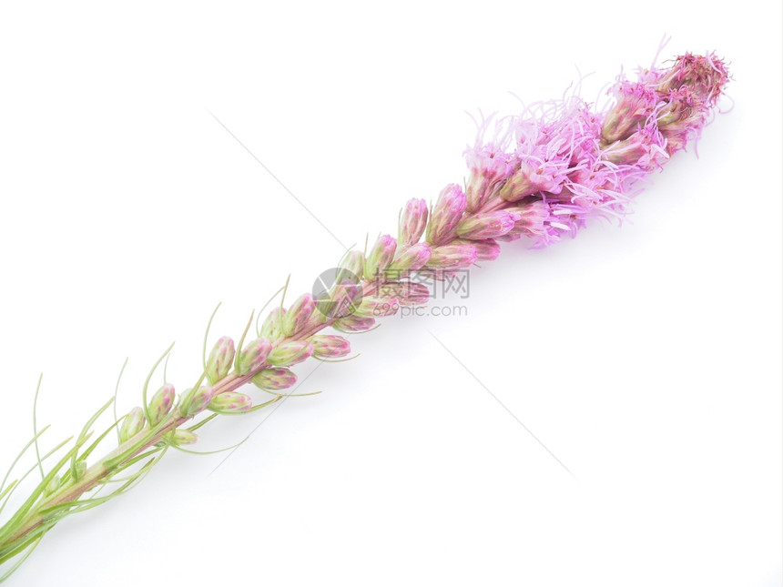 白色背景的粉红花朵图片