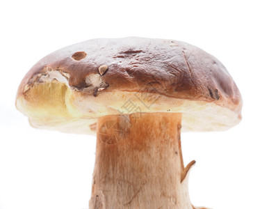 白色背景的boletus蘑菇王背景图片