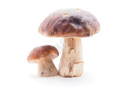 白色背景的boletus蘑菇王背景图片