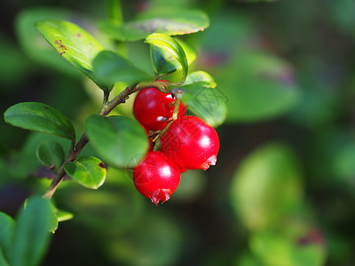 森林里的红莓背景图片