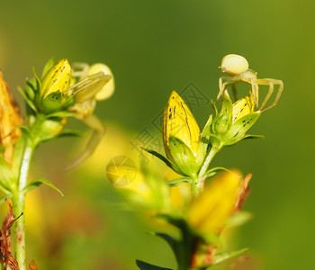 花朵上的蜘蛛图片