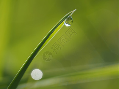 植物上的滴图片