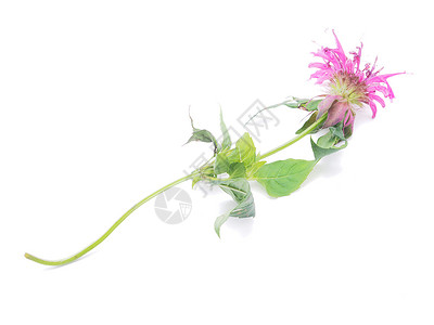 白背景的贝加莫特花朵高清图片