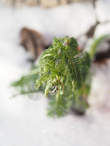 白米雪图片