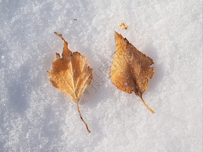 叶和雪背景图片