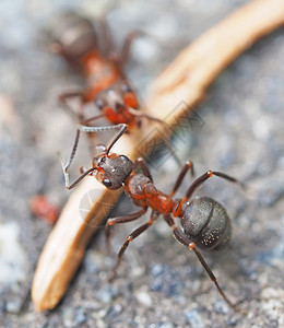 安索法森林中的蚂蚁背景