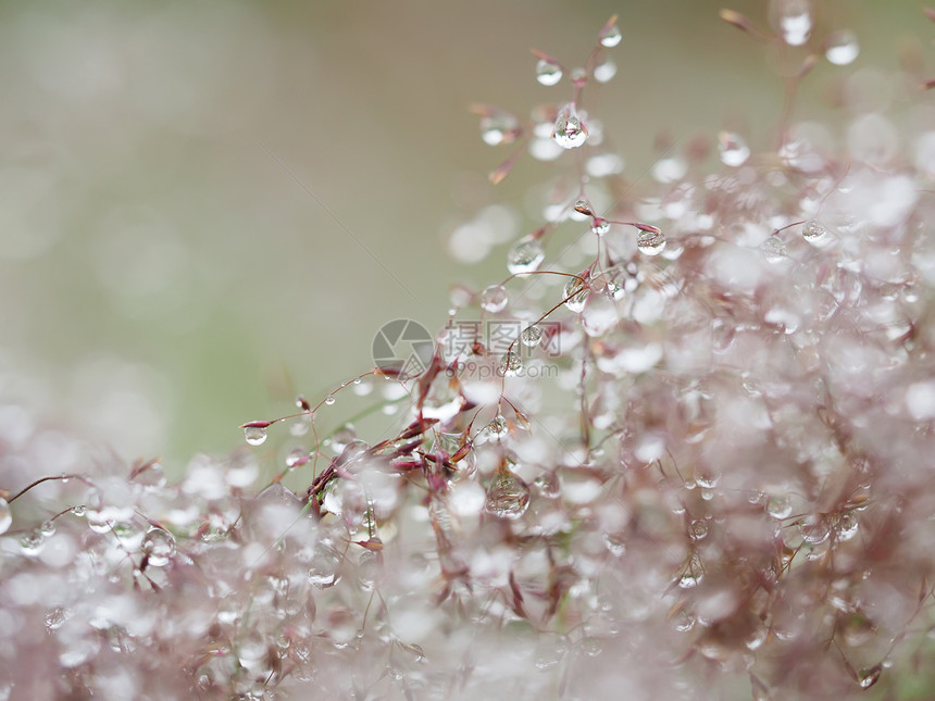 雨后在植物上滴图片