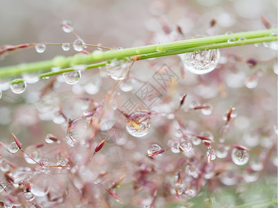 雨后在植物上滴图片