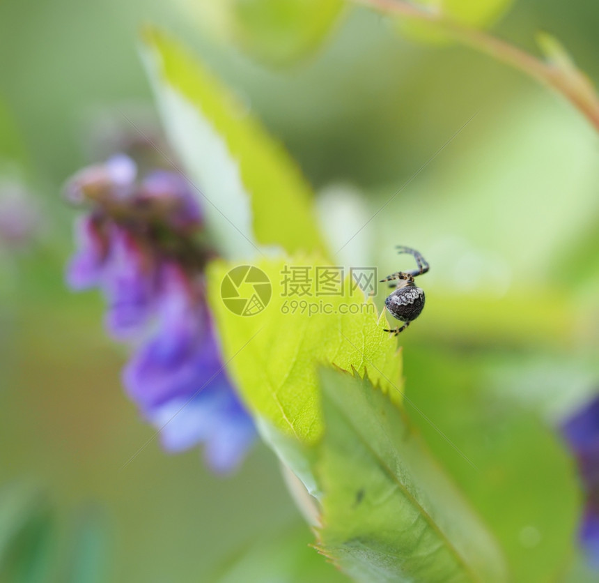 在森林中的一朵花上蜘蛛在一朵花上的蜘蛛图片