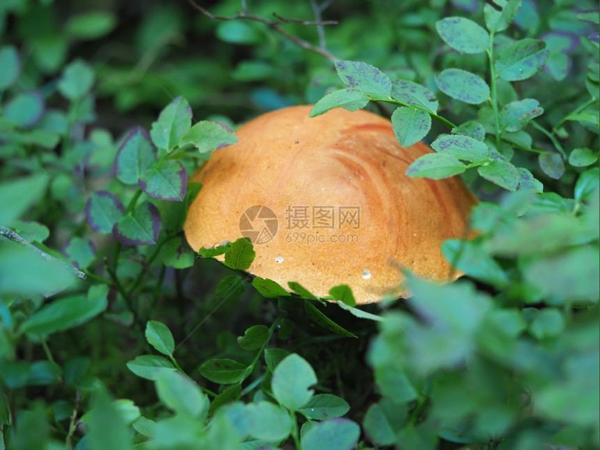 蘑菇在森林中的图片