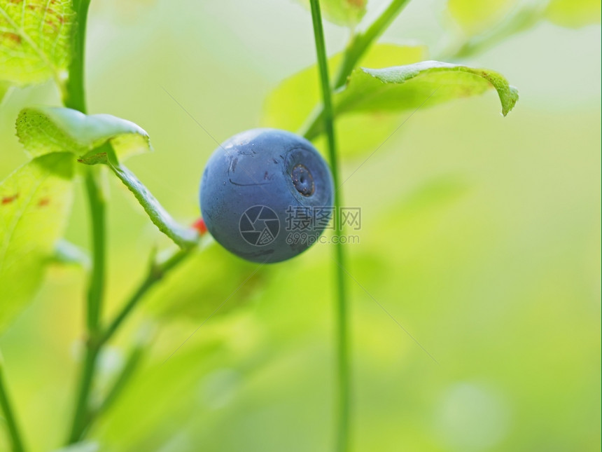 森林中的蓝莓图片