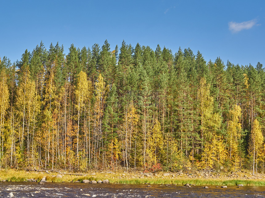 河岸边的秋林图片