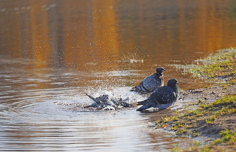 在河里游泳的鸽子图片