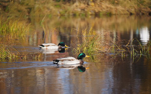 秋天在河上蹲鸭子图片