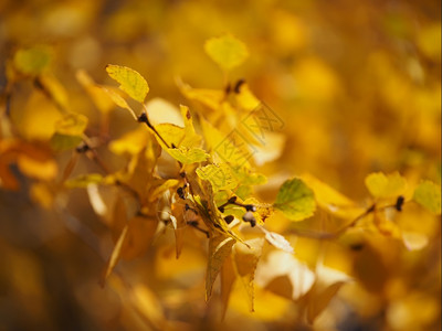秋天黄色的叶图片