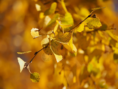 秋天黄色的叶图片