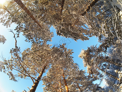 冬天在松林中从自下而上的树生图片