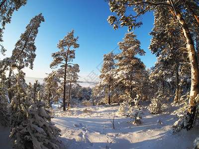 冬季松林图片