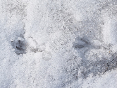 雪中鸟的足迹图片