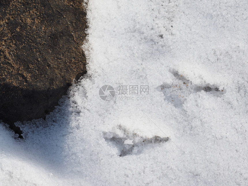 雪中鸟的足迹图片