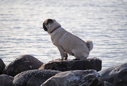 湖边的狗图片