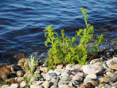 湖边的植物图片