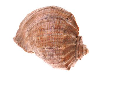 白色背景的贝壳图片