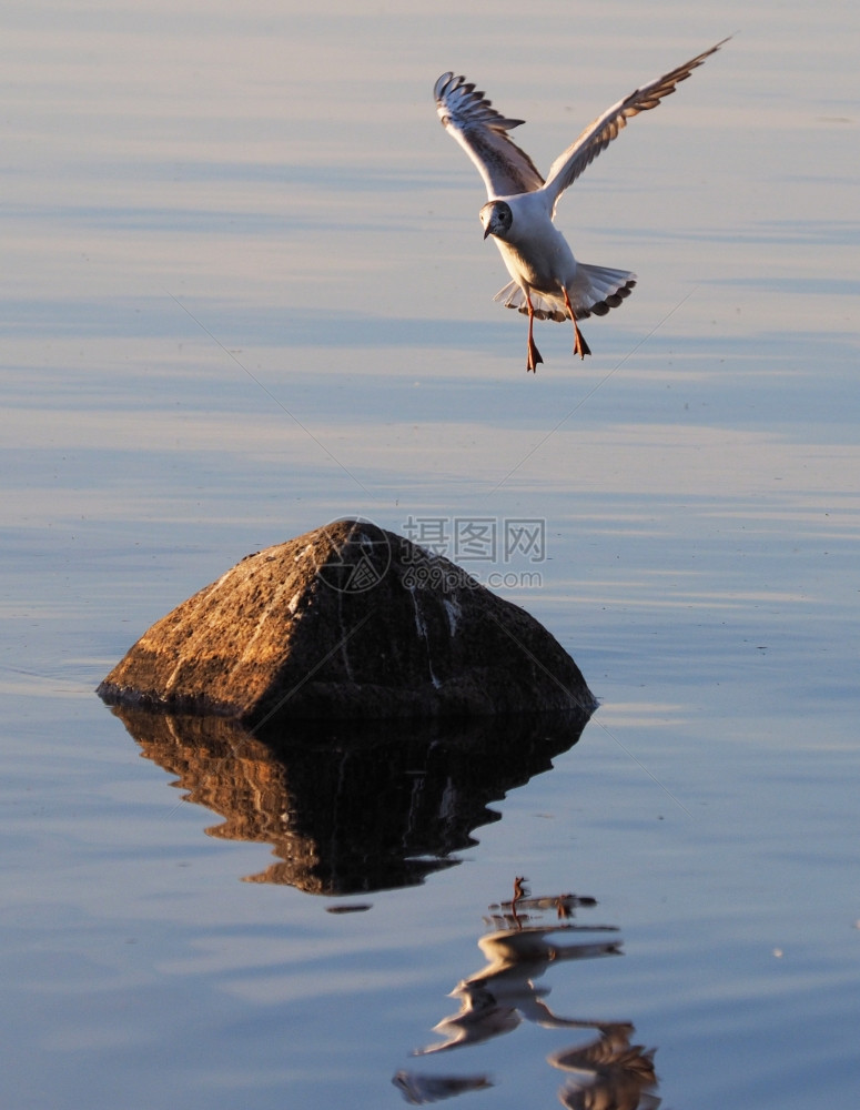 湖边海鸥图片
