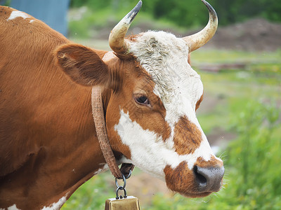 脖子带有铃铛的奶牛头部图像图片