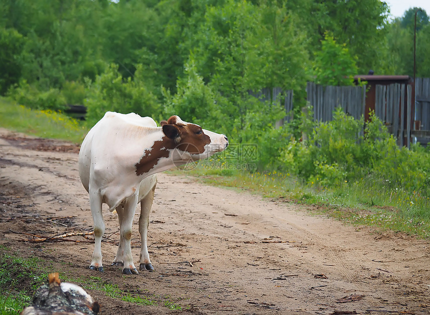 木屋背景的白色奶牛全身肖像图片