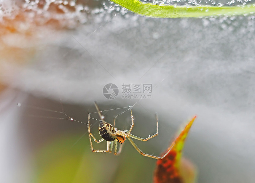 蜘蛛在带滴子的网络上图片
