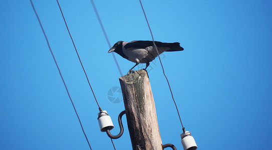 乌鸦在电线杆上背景图片
