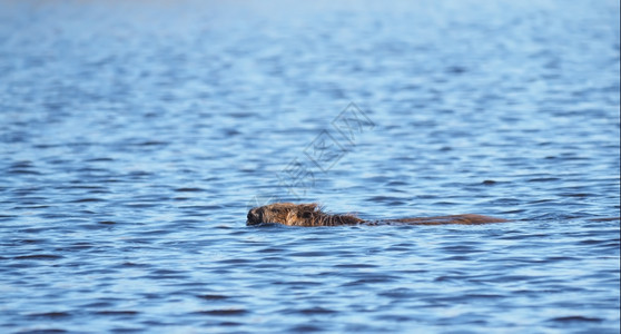 海狸河图片