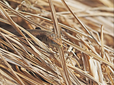 干草中的蜥蜴图片