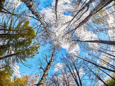 秋天公园从下到上树的背景图片