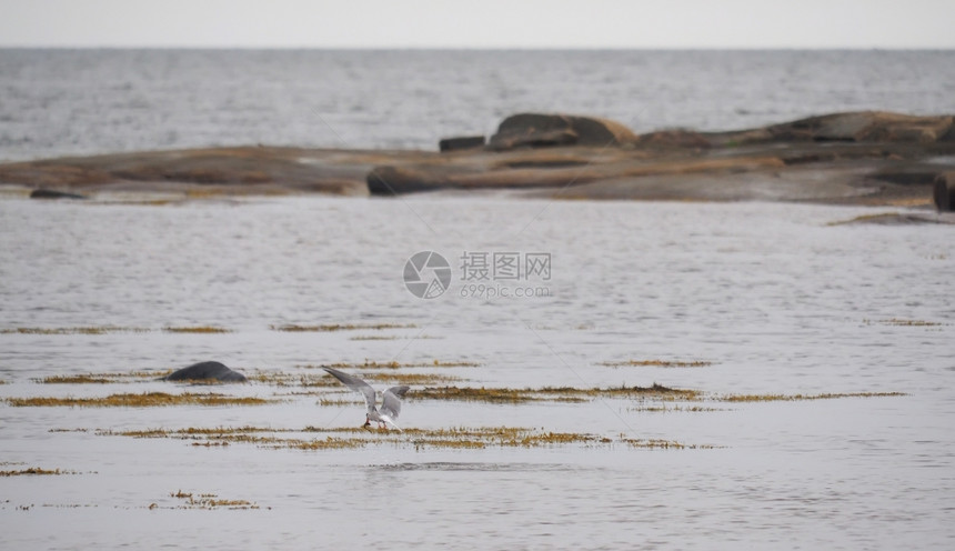 白海的泰恩鸟图片